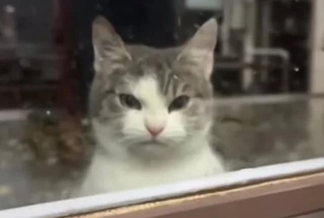 Understanding Cognitive Behavioral Therapy (CBT)